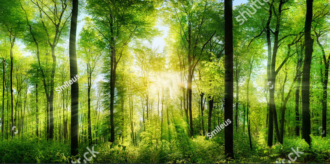 projekt 02 std. editor