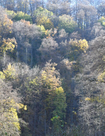 Vielschichtiger Mischwald im Herbst