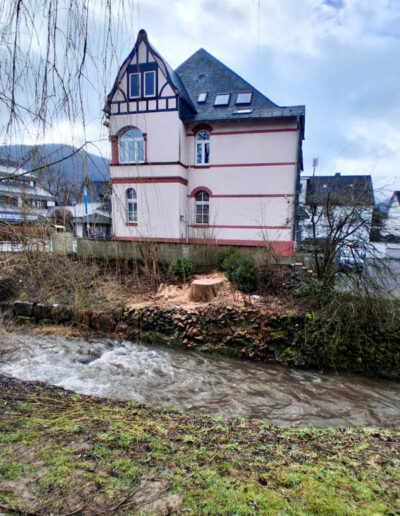 gefällte kerngesunde 120 Jahre Esche - hat intensiv das Stadtbild geprägt