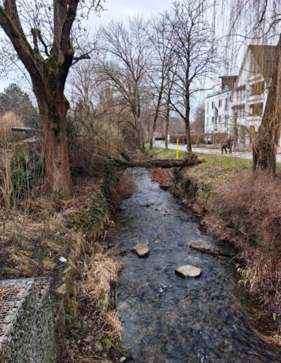 Umsturz einer völlig maroden Weide tagsüber im Zentrum