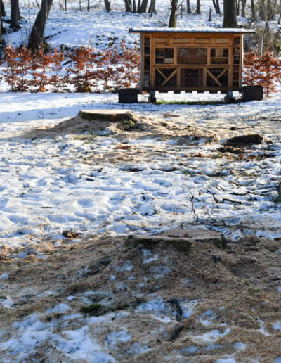 Völlig sinnfreie Fällung einer Birke und eines Ahorns – absolut verkehrssicher